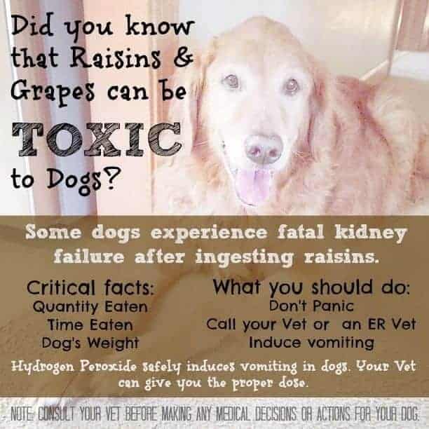 Why dogs shouldn't eat raisins 730 Sage Street