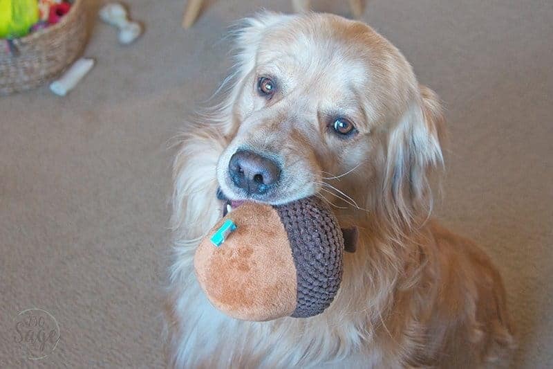 monsieur acorn dog toy